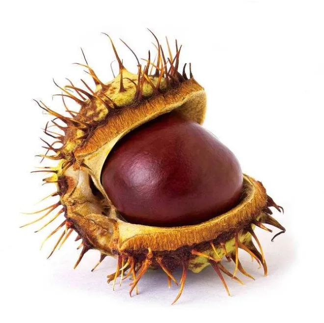 Top Quality Raw Dried Export Natural Wholesale Cheap Raw No Peel Fresh Sweet Chestnut