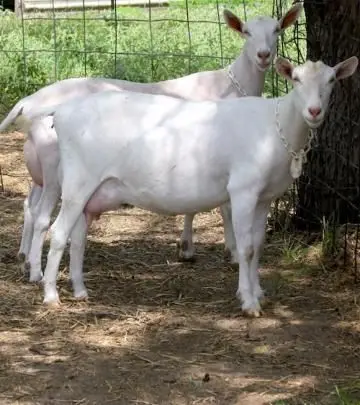 Live White Saanen Goats