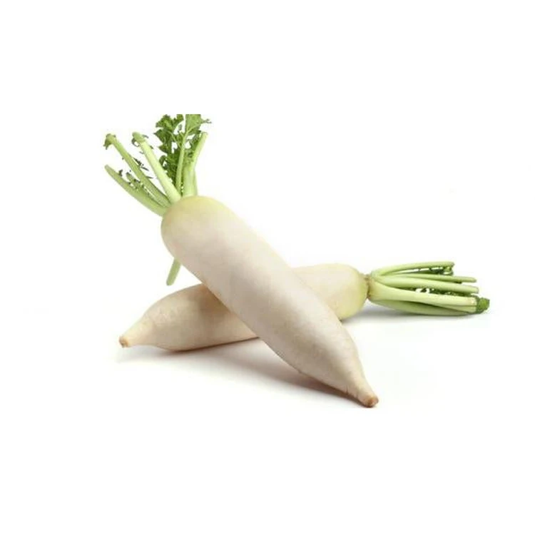 Bulk Stock Available Of Fresh Vegetables Radish At Wholesale Prices