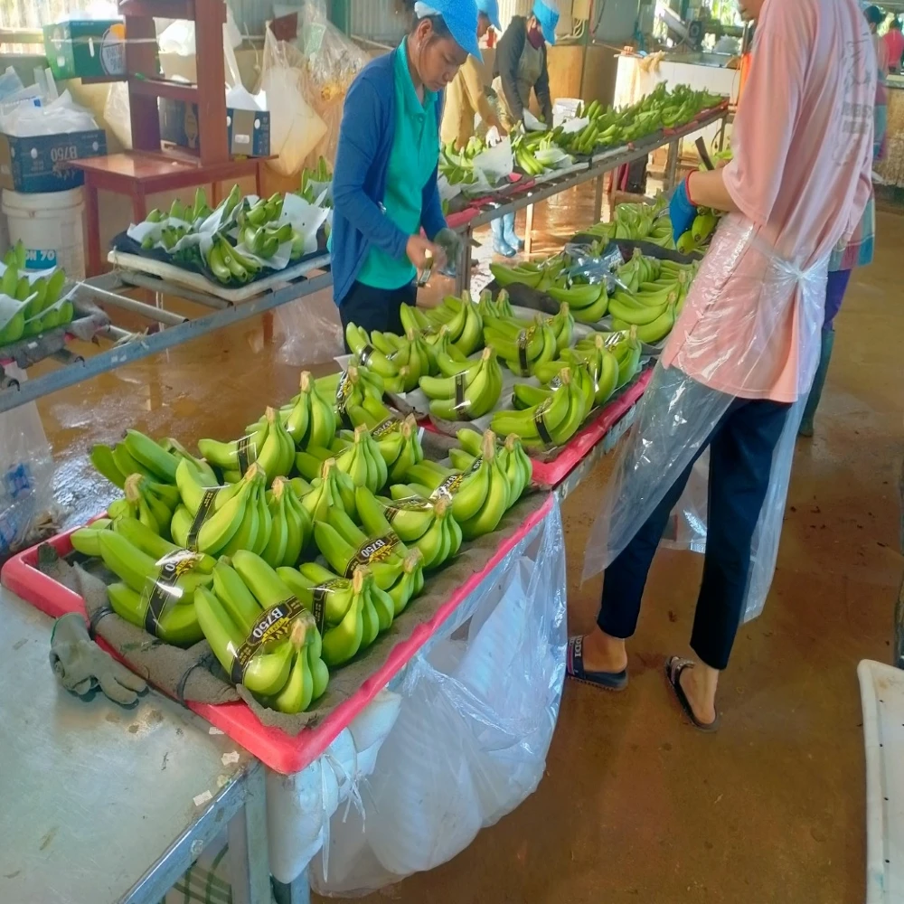 Green Banana Cheap Wholesale Cavendish Top Selling Vietnam Fresh Bananas Premium Fresh Fruits