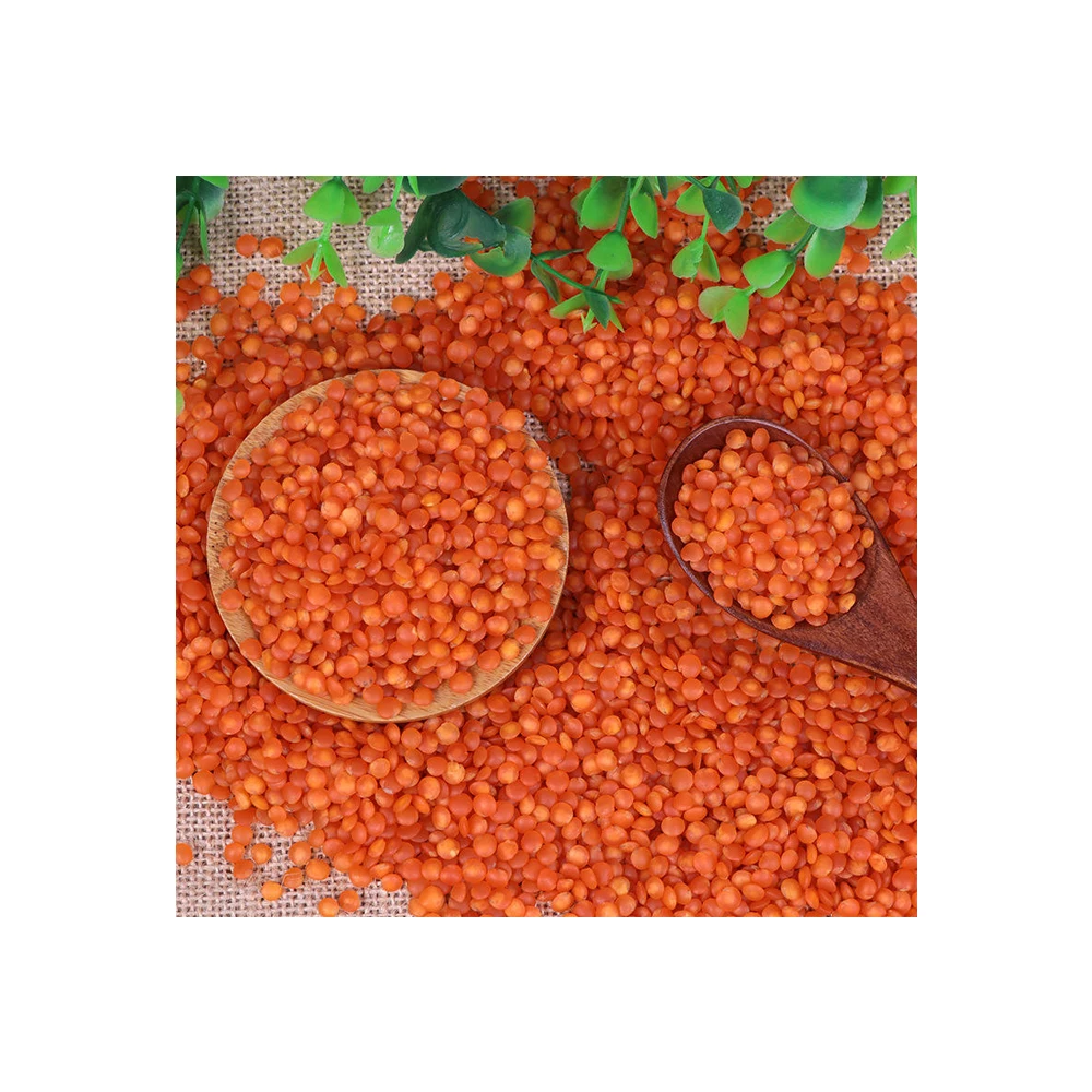 Lentils Beans Suppliers for Sale