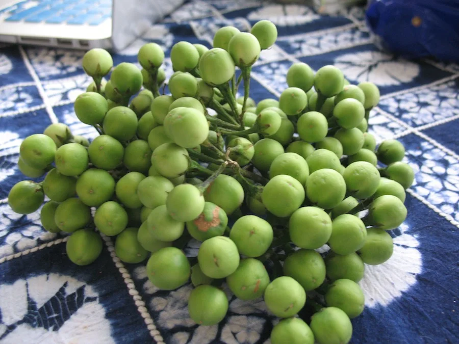 Pea Egg Plant Fresh Vegetable From Thailand Ready To Export Premium quality Fresh Pea Egg Plant