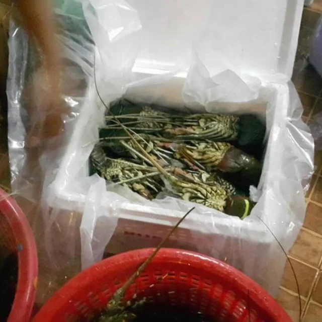 Seafood Fresh and Frozen Lobster, Frozen Lobster, Frozen Lobster Tails Fresh Lobsters for sale