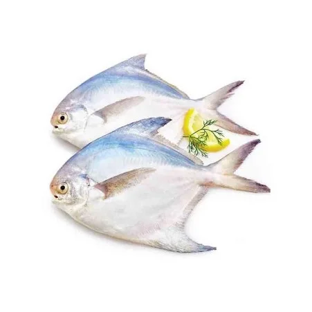 New Arrival Premium Quality Seafood Fish Thailand Frozen Silver Pomfret Fresh White Pomfret Fish Price
