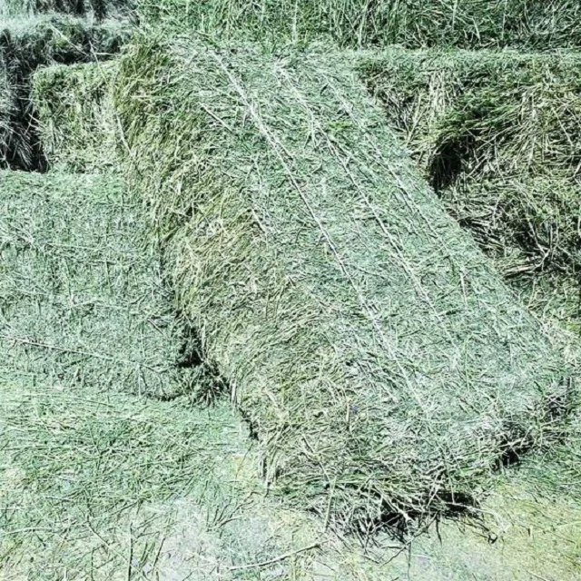 Alfalfa Hay available instock for sale | Feed Grade Alfafa Hay pellets supplier