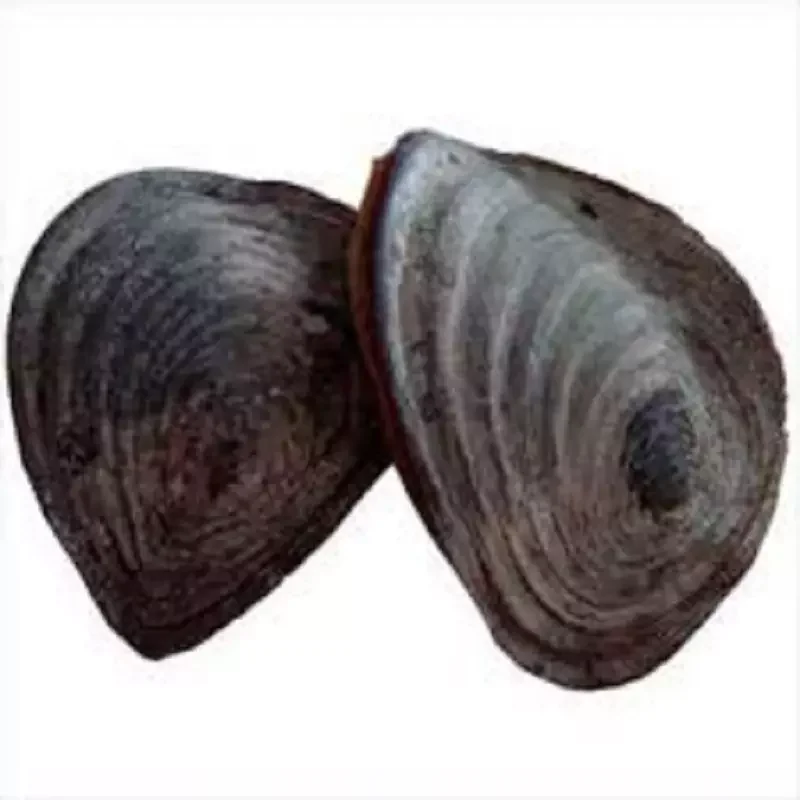 Murex Operculum Seashell / Operculum Shells / Gastropods for sale