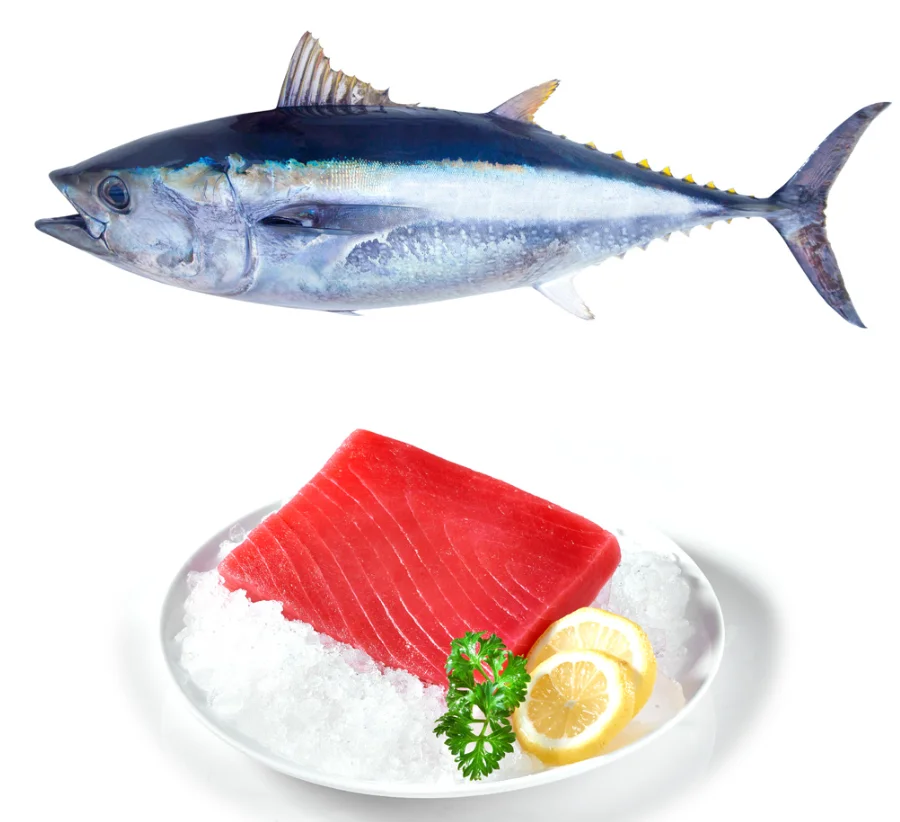 Land frozen Long tail tuna FISH, frozen tuna fish tuna seafood for sale
