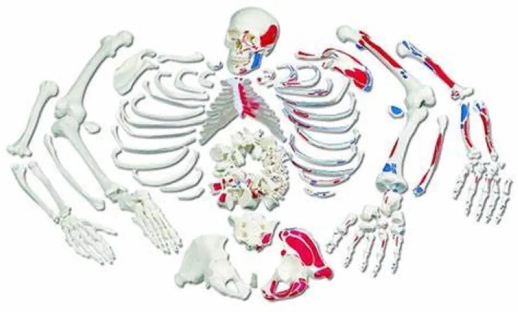 High Quality A One Science Manufacturer DISARTICULATED SKELETON WITH PAINTED MUSCLES educational lab