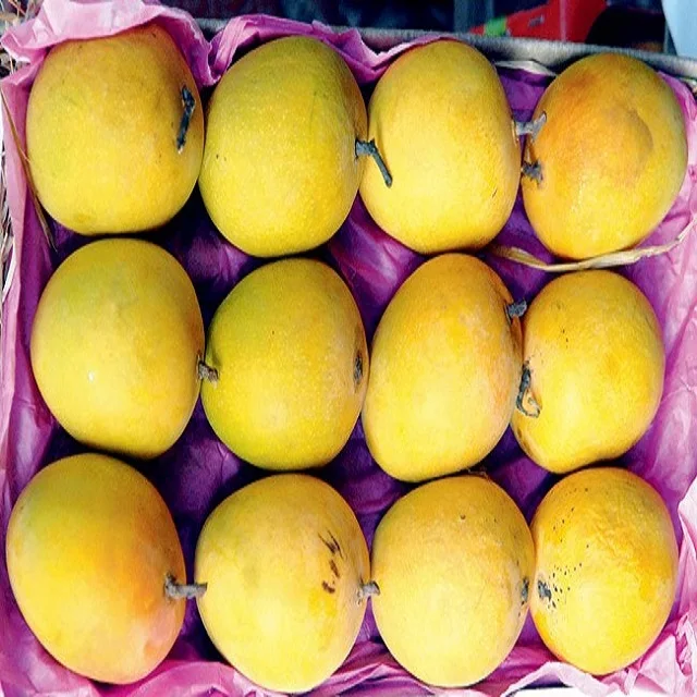 Premium Quality super Farm Fresh Banganapalli Mangoes at Reasonable mango rates from Suppliers in India