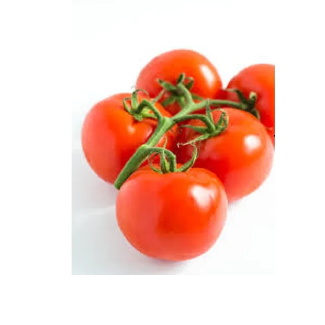 premium Wholesale for tomato paste / ketchup tomato - Organic tomato can / tomato powder at cheap price