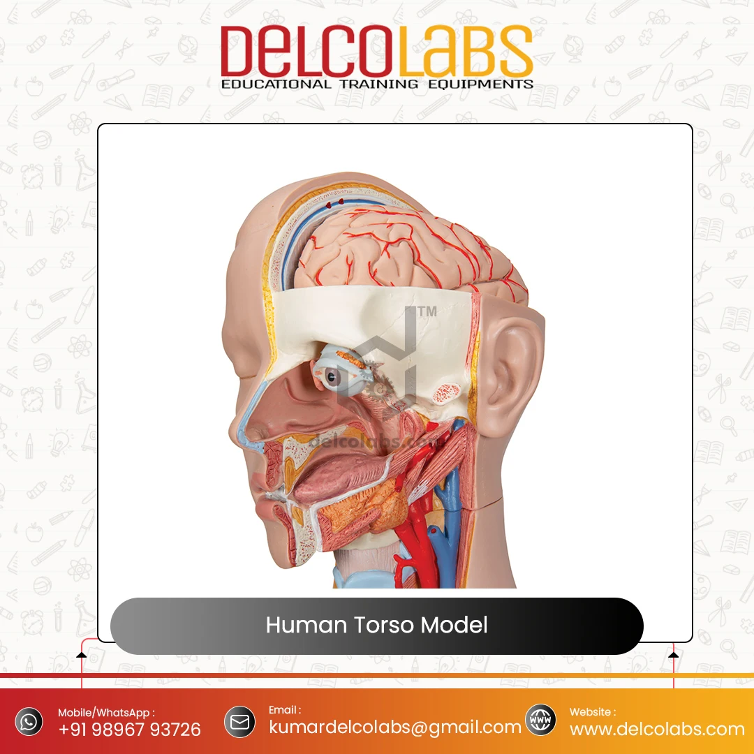 Medical Science Anatomical Model for Hospital Students Human Torso Model 85cm Sexless Torso Model for Sale