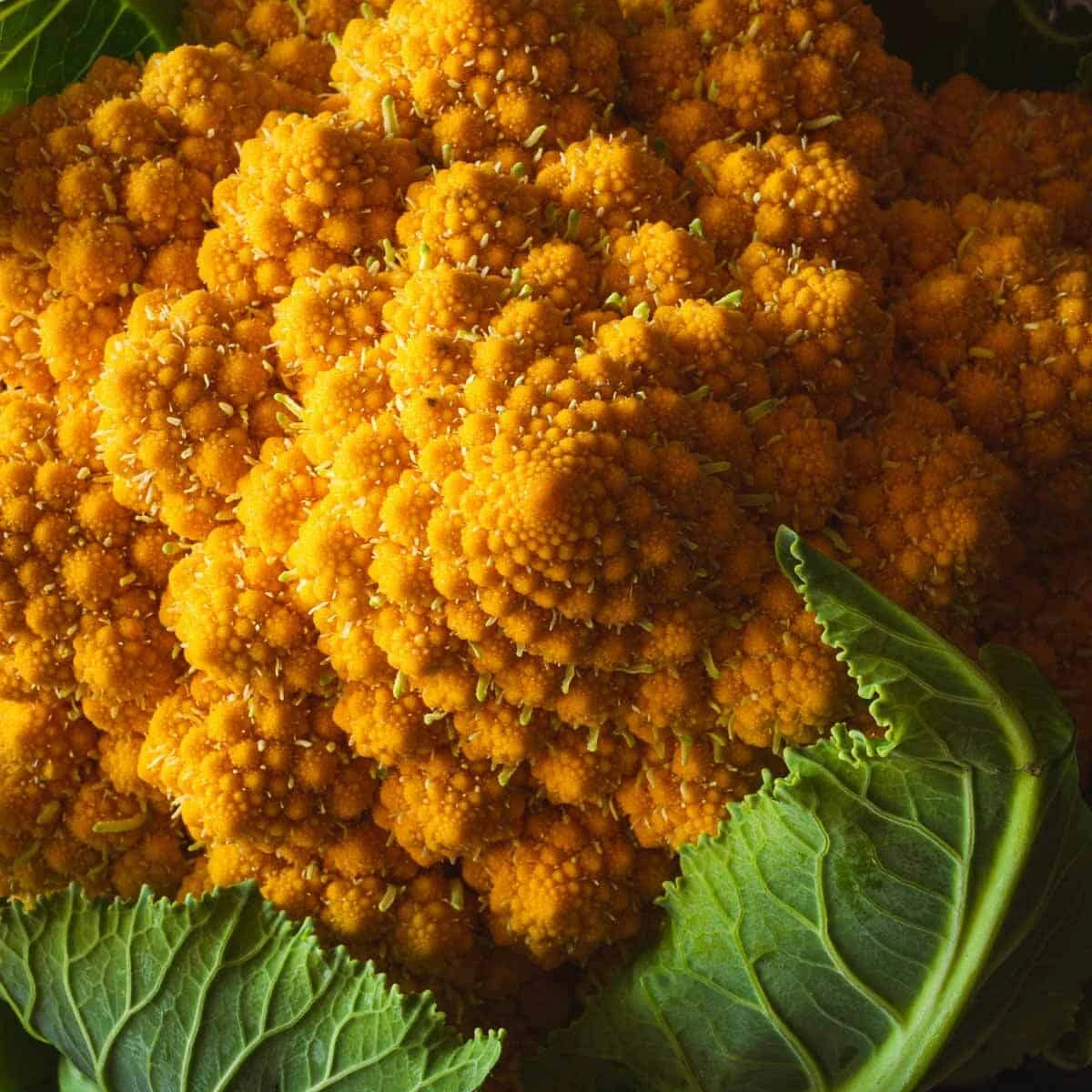 Цветная капуста amoresco для продажи