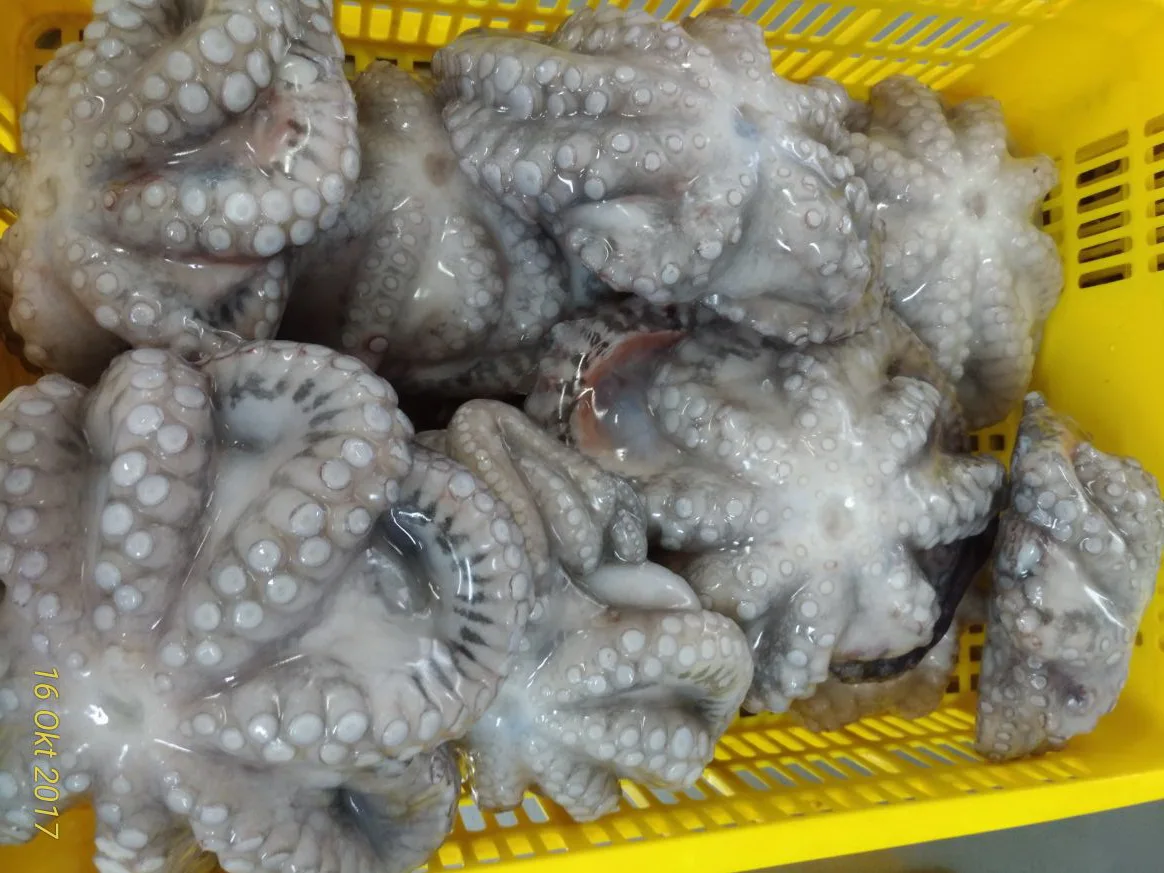 FROZEN FLOWER OCTOPUS GOOD QUALITY INDONESIAN ORIGIN