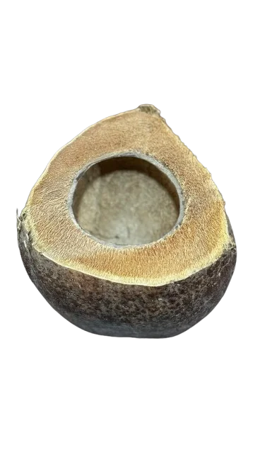 Coconut water container sustainable and eco-friendly useful for birds and pets serves as a water bowl