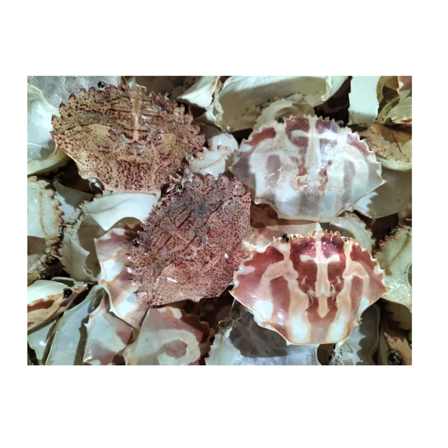Hot Deal 2024 Factory-Direct Price: High-Quality Crab Shells for Aquariums and Restaurants
