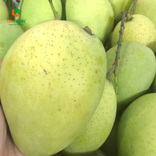 Storage cool reasonable place life price package shelf origin fresh mangos Fresh Hoa Loc Mango Lifefoods from Vietnam