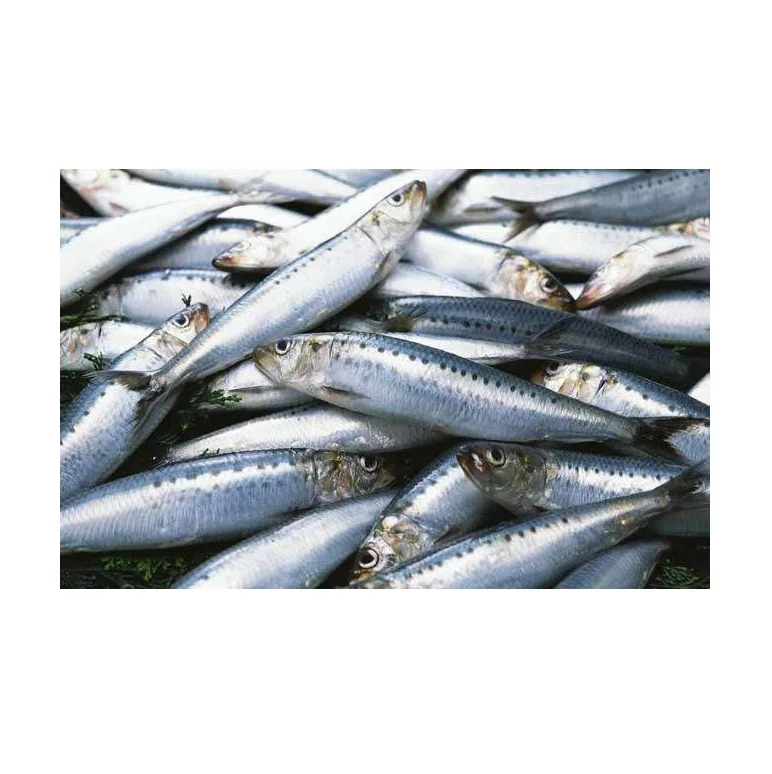 Bulk Stock Available Of Frozen Sardines Fish At Wholesale Prices