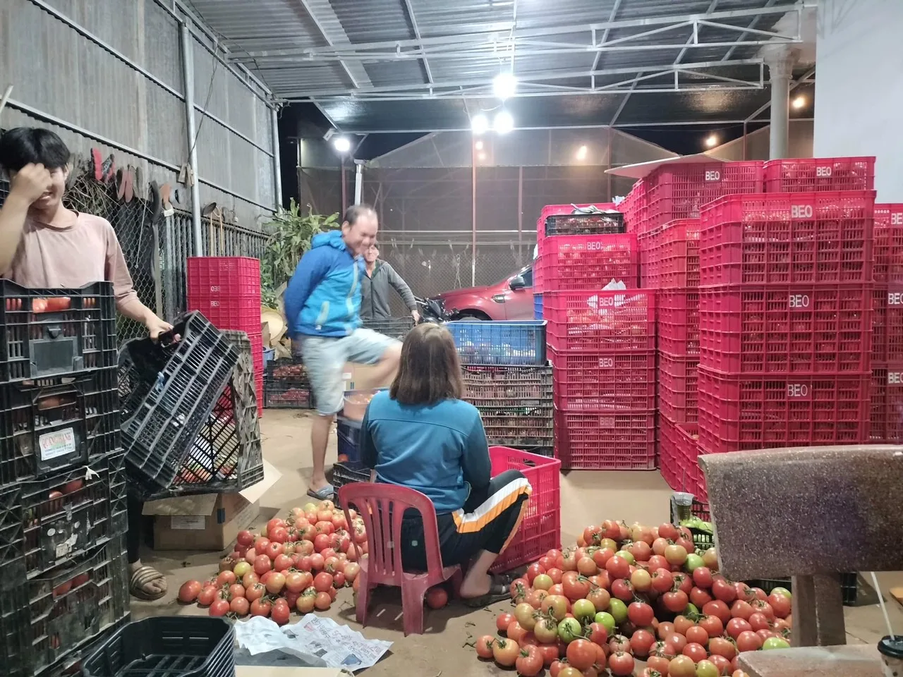 Fresh Vegetables Fresh Tomatoes Rita Tomatoes Beef Tomatoes  From Wholesale Green Farmer In Vietnam High Quality Nutrition Food