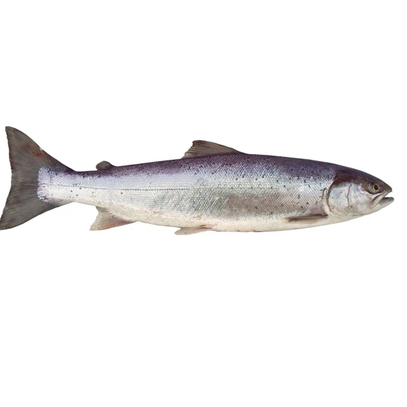 High Quality Atlantic Salmon Fish Fresh Dried Whole Fillet Salt Preserved Head Top Selling Healthy Frozen Fish Wholesale Price
