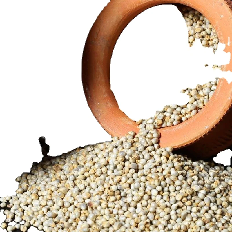 Animal feed millet grains with High quality export for animal feed by MN GLOBAL IMPEX company from India