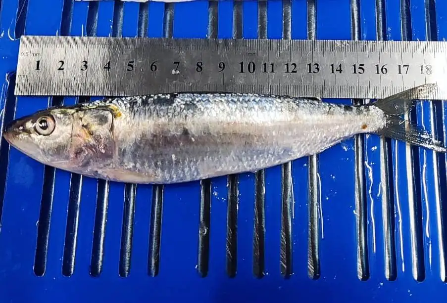 FROZEN WHOLE ROUND SARDINE FISH GOOD QUALITY TOP SELLING FISH WITH 24 MONTHS SHELF LIFE FROM OMAN