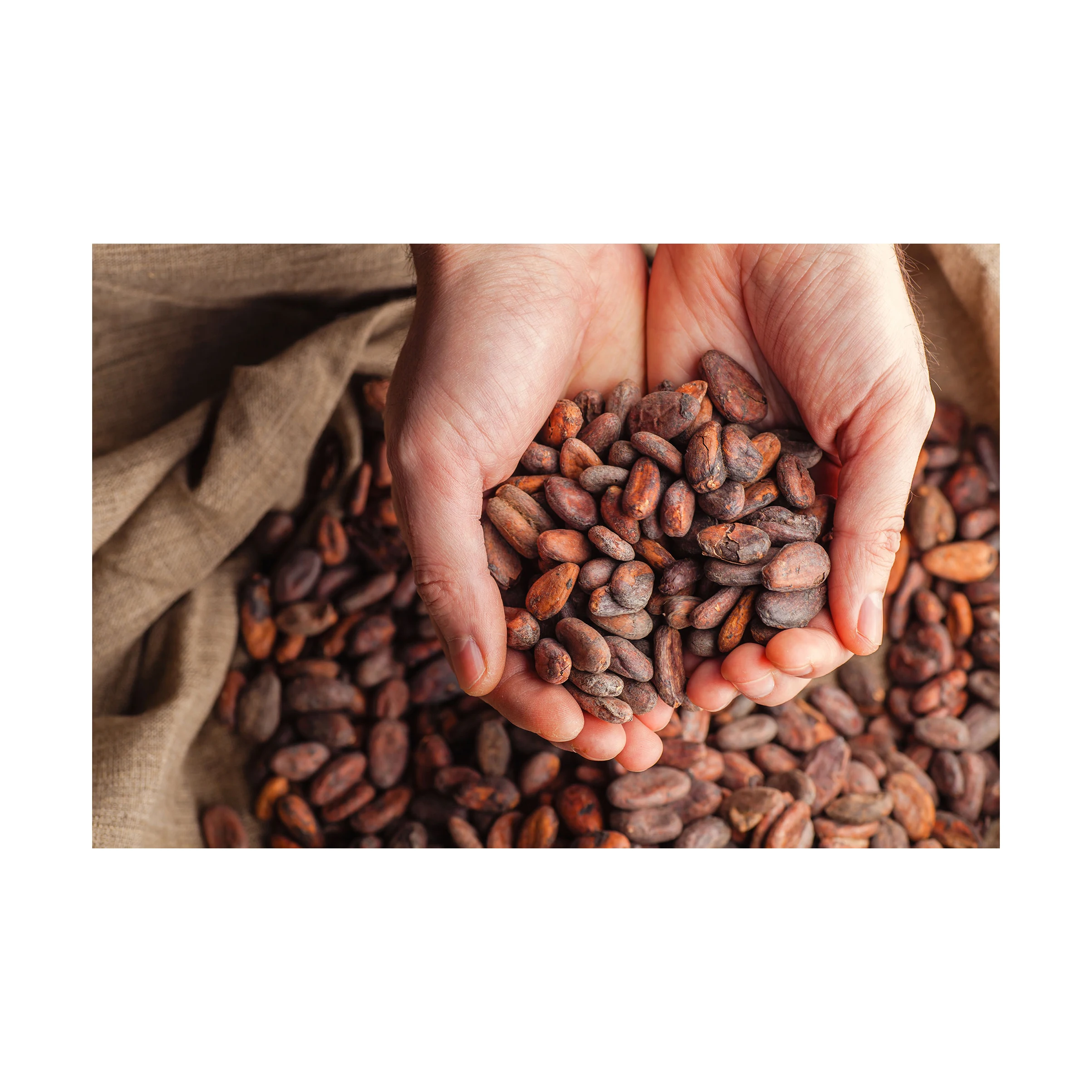 Sun Dried Raw Cocoa Beans | Cocoa Beans Suppliers | Manufacturers | Wholesalers