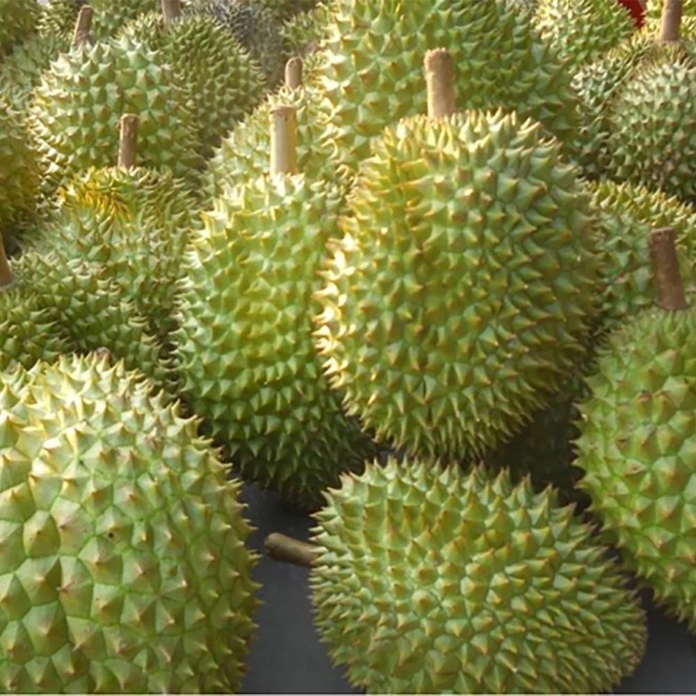 CUSTOMIZED BRAND RI6 DURIAN FOR EXPORT SO FRESH PREMIUM QUALITY FRESH WHOLE PIECE /FROZEN PULP DURIAN FRUIT MONTHONG CHEAP