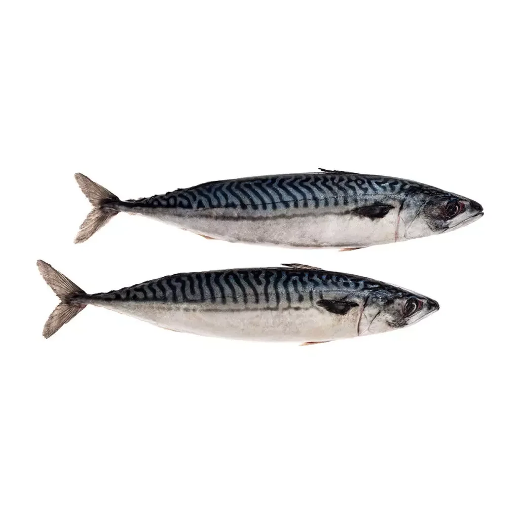 IQF Fish Pacific Seafood Frozen Mackerel Fish Frozen Horse Mackerel