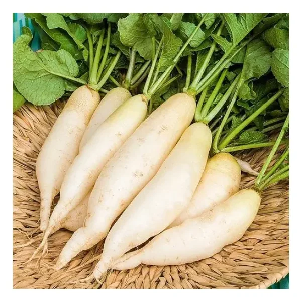 Cheapest Price Supplier Bulk Fresh Vegetables Radish With Fast Delivery