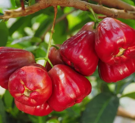 Fruit of syzygium aqueum - Bell fruit small sweet taste eaten fresh with high quality