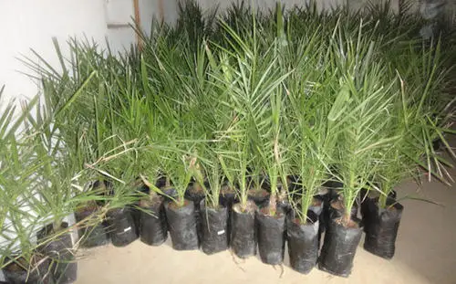 Tissue Culture Date Palm Garden Seedlings Packed with High Fibre Coco Peat...
