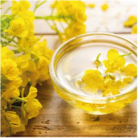 Rapeseed oil Certified Organic 100 % Pure Refined Rapeseed Oil / Canola Oil / Crude degummed ra