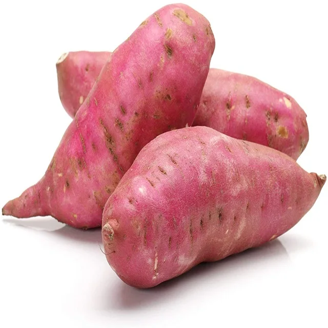 New crop fresh sweet potato wholesale price