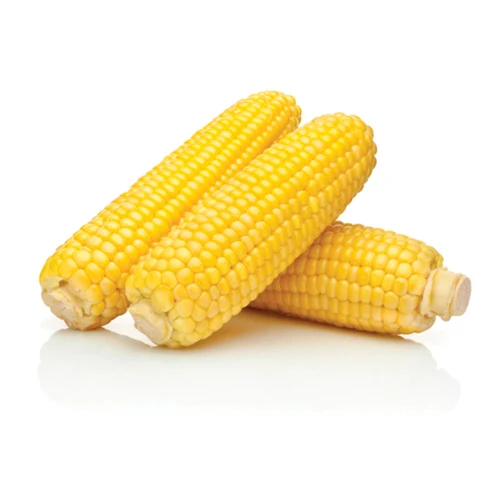 White and Yellow Corn High Quality Yellow Maize Corn for Animal Feed Supplier