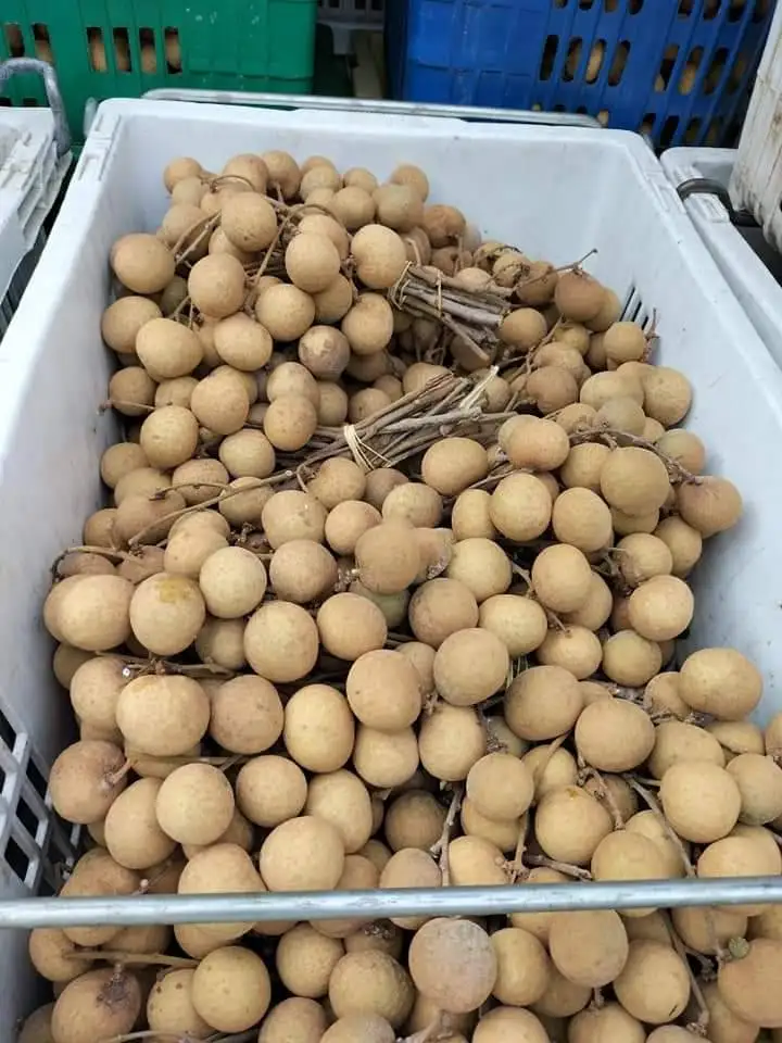 Longanic   Fruit Sweet  From Thailand