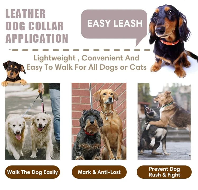 Dog Collar T17 N3L02