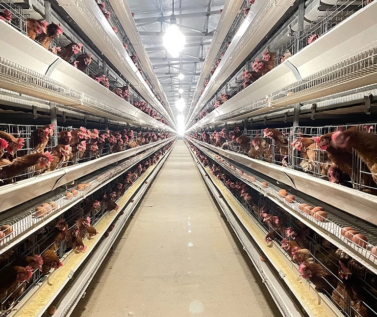 Modern H-Type Design Automatic Chicken Cages for Poultry Farms Steel Material Portable Animal Bird Houses New Used Condition