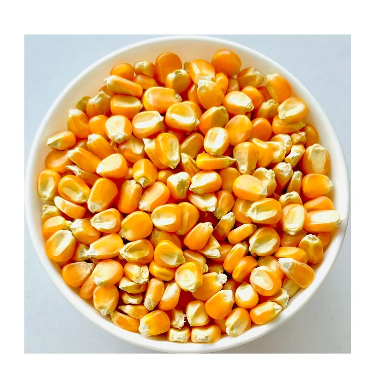 Affordable Yellow Corn for Human Consumption for Sale Great Value for Bulk Purchases Ideal for Home Cooks and Chefs