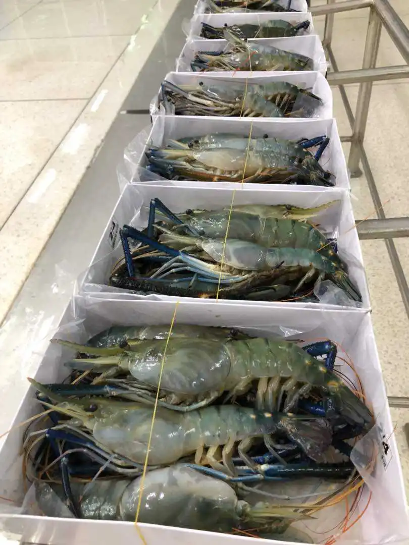 IQF Frozen largest Scampi Shrimp Freshwater prawn from Vietnam