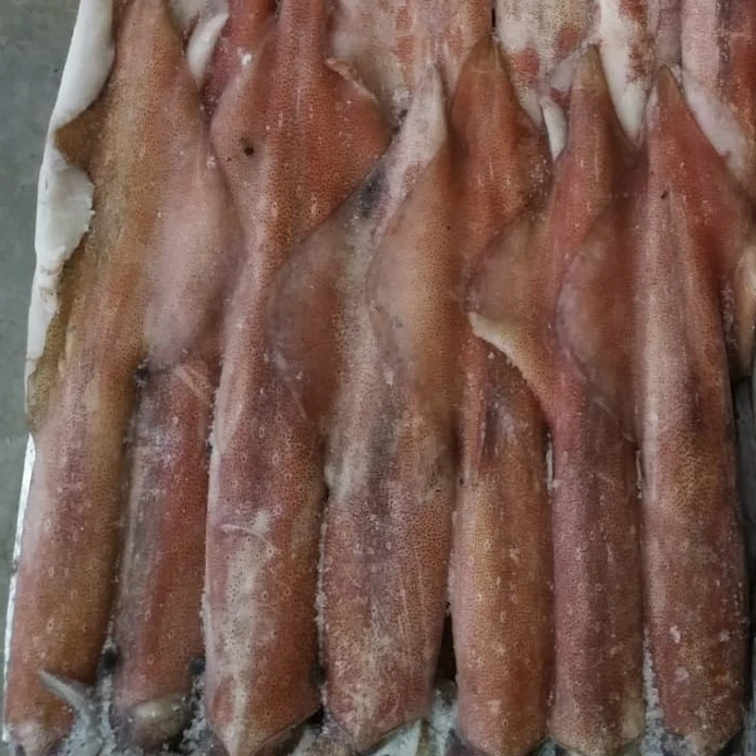 FRESH SEAFROZEN LOLIGO SQUID WHOLE ROUND  HOT SELLING TASTY ITEM 24 MONTHS SHELF LIFE INDONESIAN ORIGIN