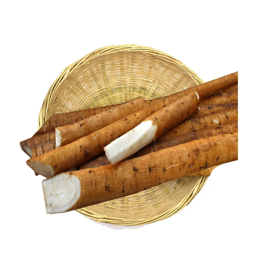 Fresh Burdock Golden Burdock and fresh Burdock