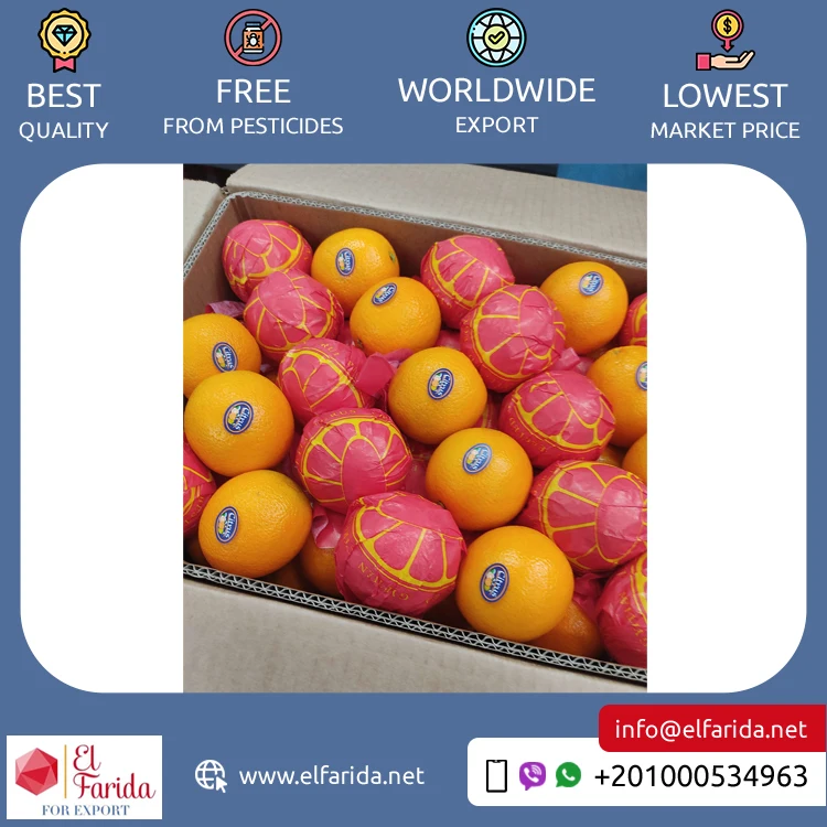 Good Quality Top Selling Pure and Natural Healthy & Nutritious Fresh Citrus Fruit Valencia Oranges from Egypt Origin Exporter