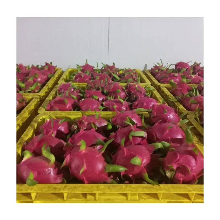 New Quality Premium Fresh Dragon Fruit Green Vina Fresh Organic Natural Sweet From Vietnam Manufacturer