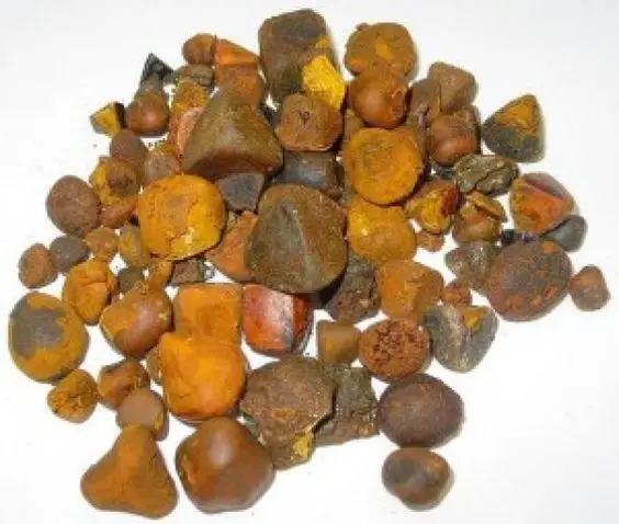 Quality Dried Cow Ox Gallstones | Cattle Gallstones| Cow Gallstones and Bezoar