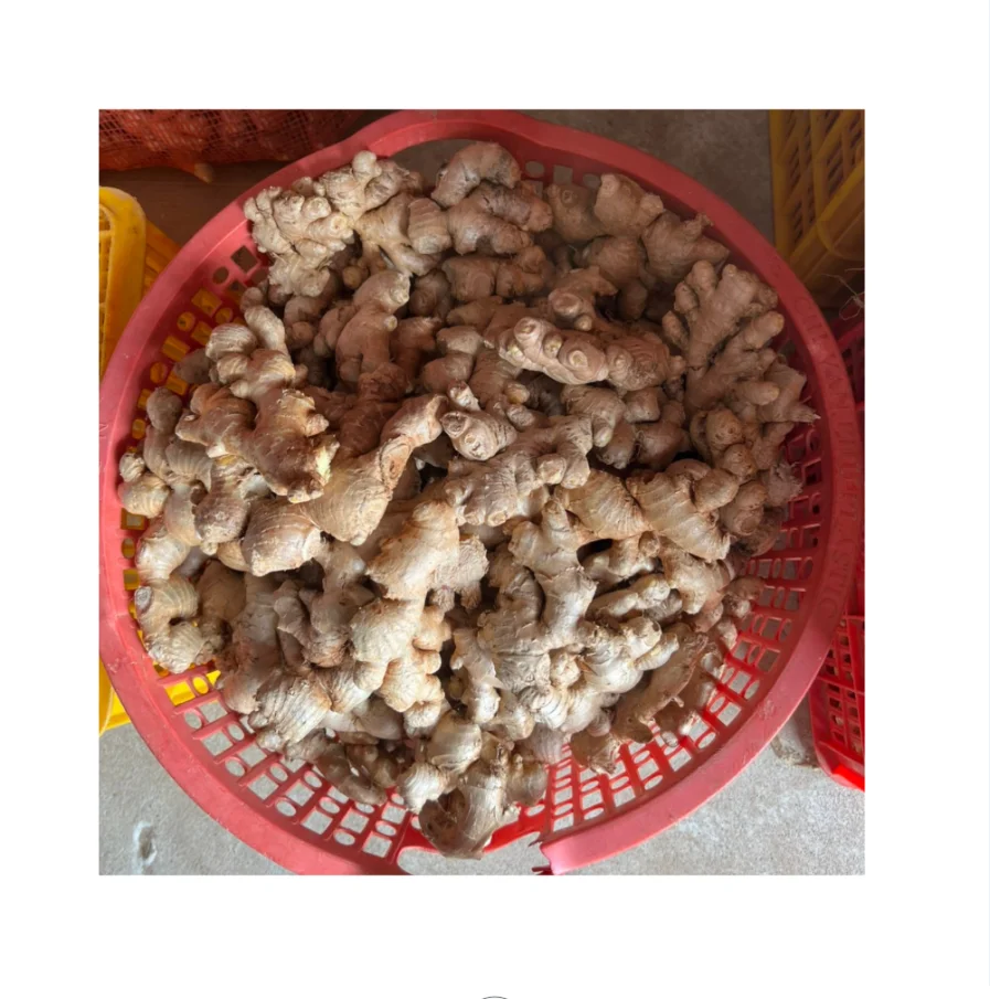 BEST SELLING: FRESH GINGER WITH PREMIUM QUALITY BEST SELLER TO USA & EUROPE Fresh Ginger