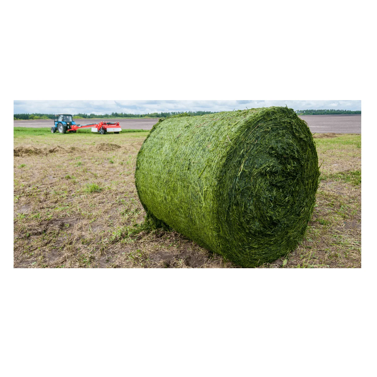 Natural Cattle Alfalfa Hay Animal Feed for sale