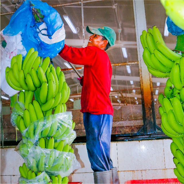 VIETNAM CAVENDISH Green Premium Light Tropical Banana Sweet Style Packing GLOBAL GAP Certificate