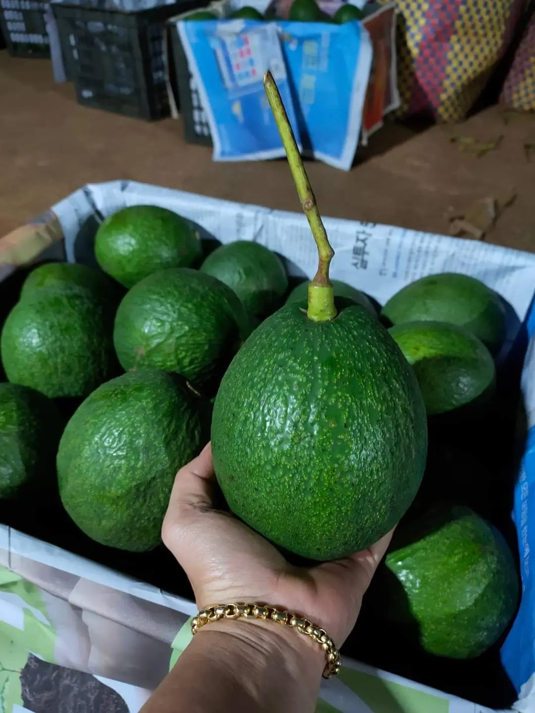 CUSTOMIZED BRAND AVOCADO FROM VIETNAM - HASS AVOCADO FOR EXPORT WITH THE BEST PRICE STANDARD HIGH TROPICAL FRUIT AVAILABLE