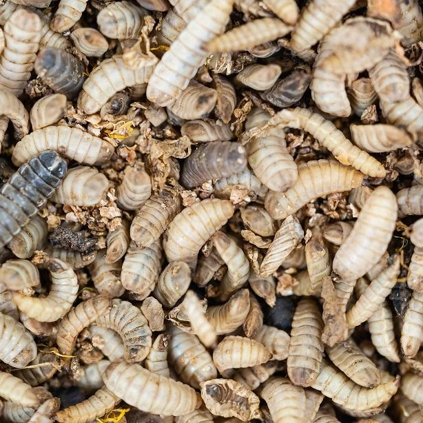 High Quality Dried Black Soldier Fly Larvae from Vietnam High-Protein Bird Food Grain-Free Fish Application-Contact Us Today