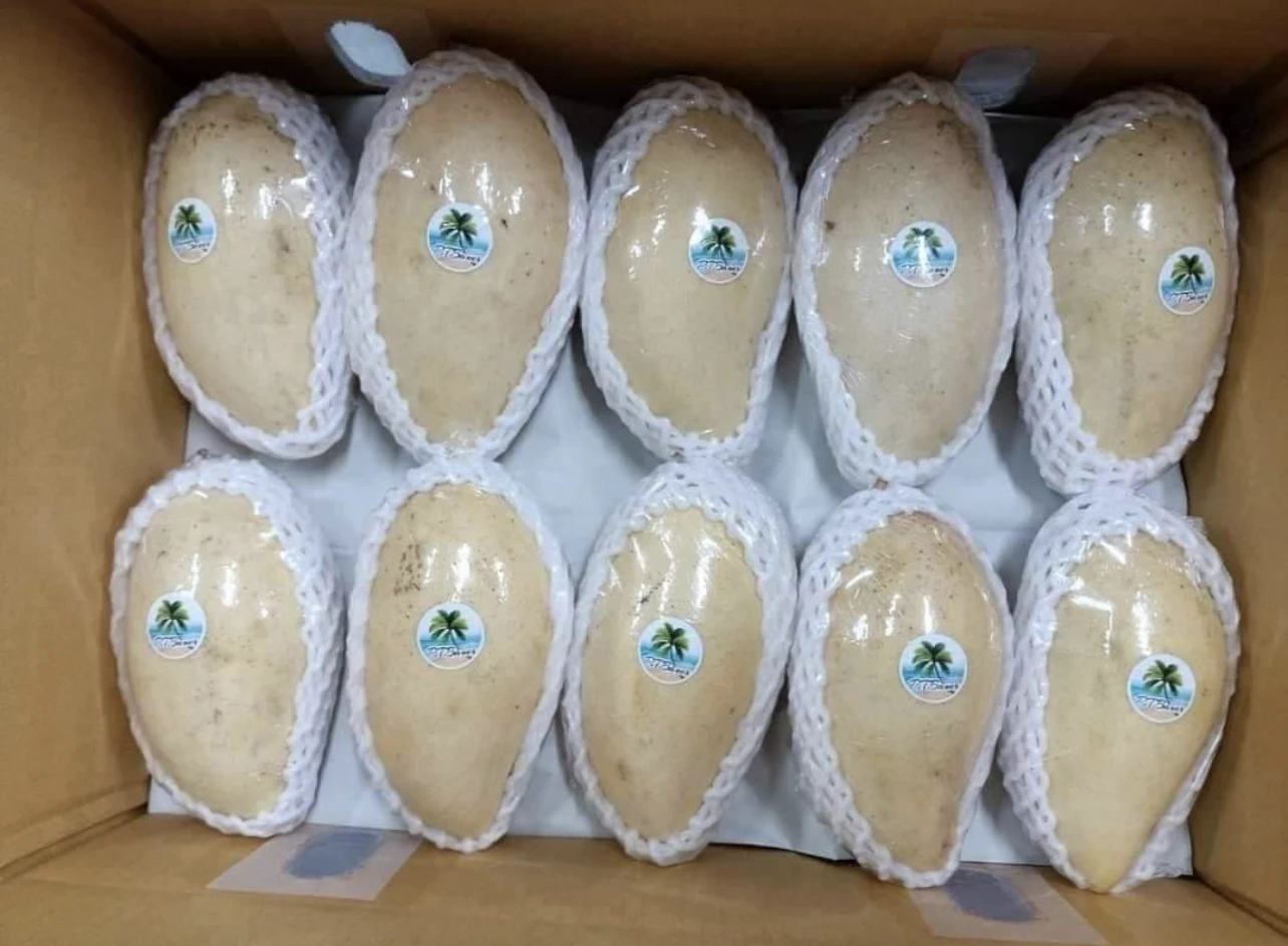 Premium Fresh Mango From Thailand  100% Natural Premium Grade of Fresh Mango with Best Taste